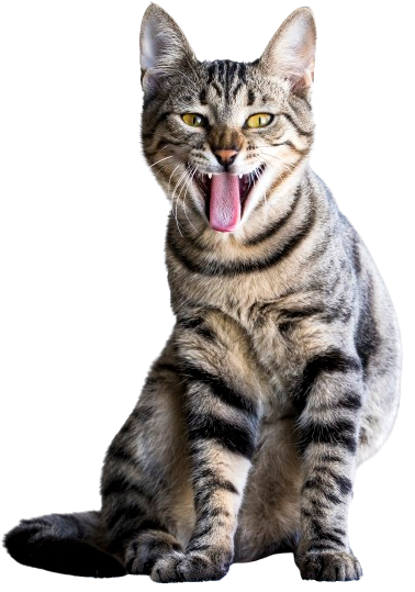 A cat in the footer looking at the screen